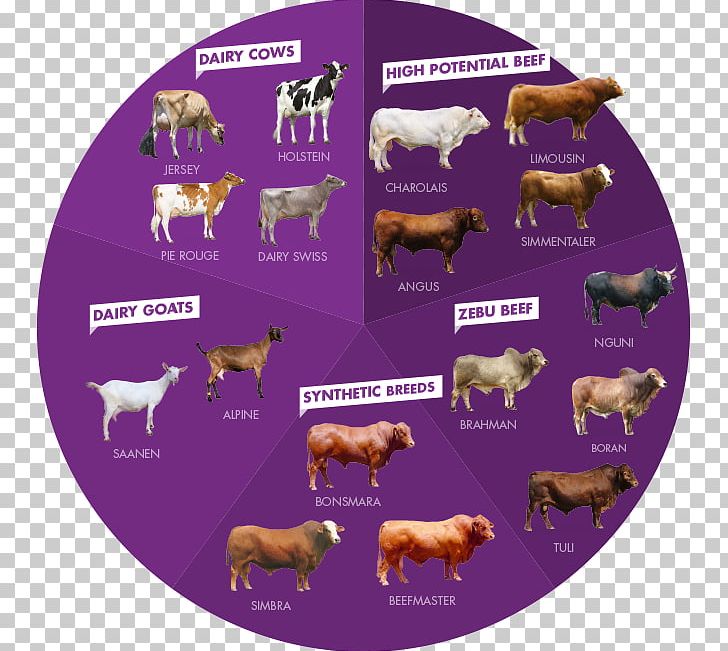 Bonsmara Dairy Calf Chianina Beefmaster PNG, Clipart, Artificial Insemination, Beefmaster, Breed, Calf, Cattle Free PNG Download