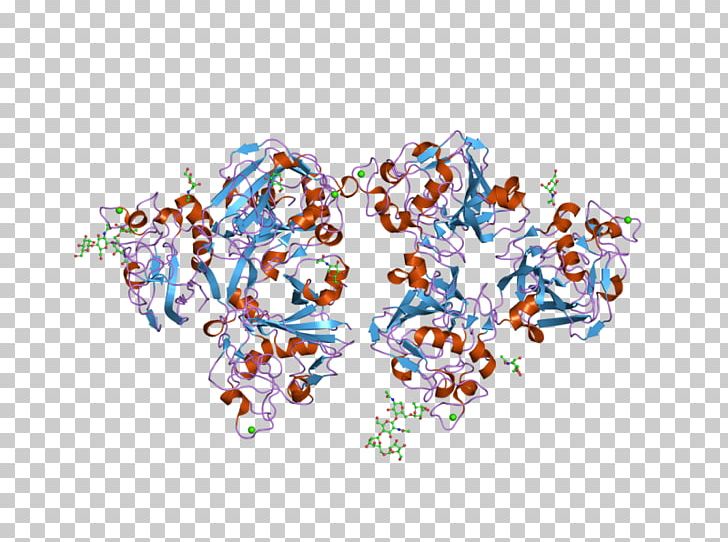 Ficolin (collagen/fibrinogen Domain Containing Lectin) 2 (hucolin) FCN2 PNG, Clipart, Art, Body Jewellery, Body Jewelry, Domain, Ebi Free PNG Download