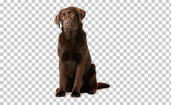 Labrador Retriever Flat-Coated Retriever Puppy Dog Breed Golden Retriever PNG, Clipart, Breed, Carnivoran, Companion Dog, Dog, Dog Food Free PNG Download