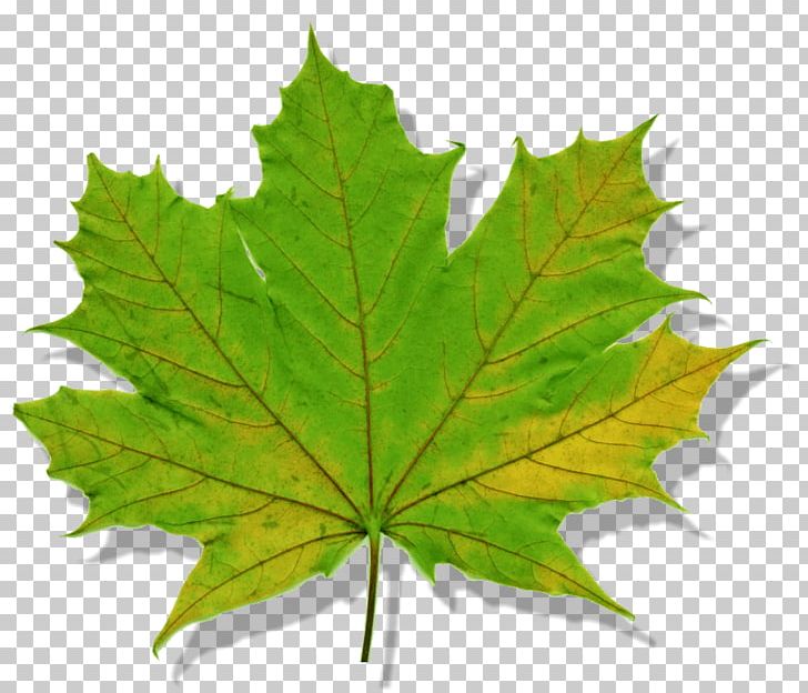 Maple Leaf Norway Maple Tree Silver Maple PNG, Clipart, Invasive Species, Issuu Inc, Leaf, London Plane, Maple Free PNG Download