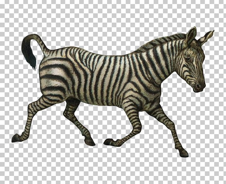 Quagga Horse Zorse Zebra PNG, Clipart, Animal, Animals, Download, Fauna, Flower Fly Free PNG Download