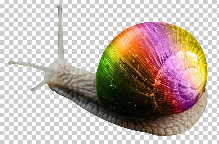 Snail Orthogastropoda PNG, Clipart, Animal, Animals, Computer Icons, Download, Gastropods Free PNG Download