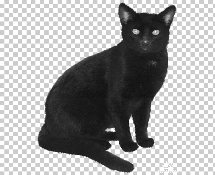 Bombay Cat Black Cat Korat European Shorthair Havana Brown PNG, Clipart, American Wirehair, Asian, Black, Black And White, Black Cat Free PNG Download