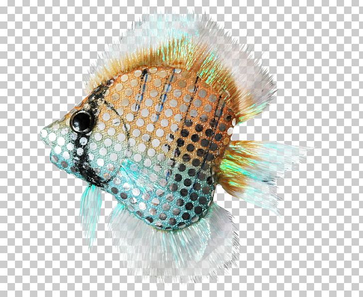 Fish Close-up .cf Turquoise PNG, Clipart, Animals, Closeup, Closeup, Fish, Organism Free PNG Download