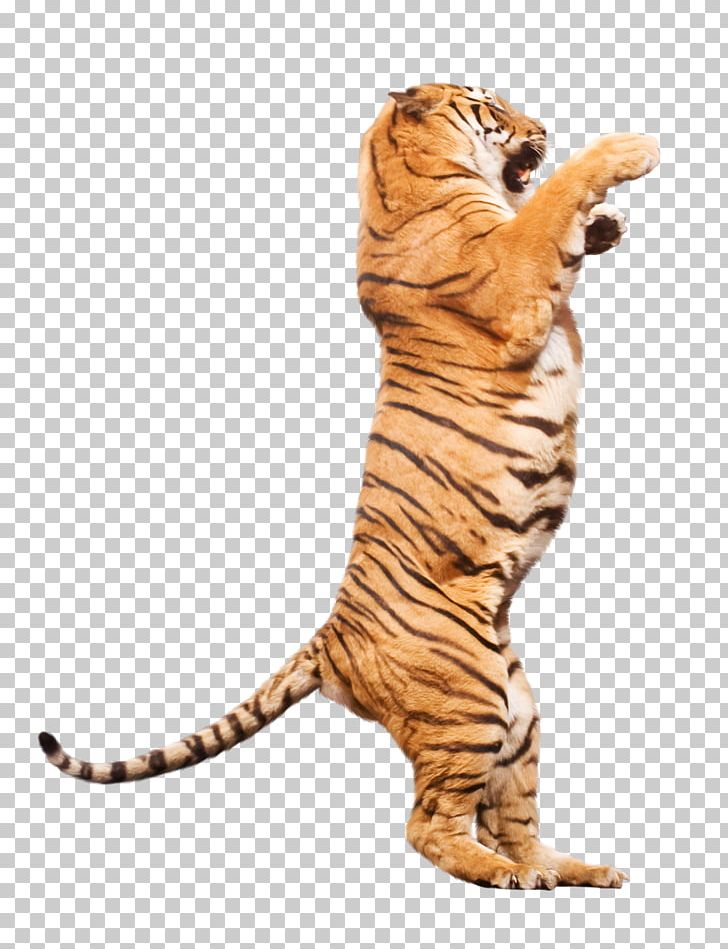 Tiger Cat Ringling Bros. And Barnum & Bailey Circus Terrestrial Animal PNG, Clipart, Animal, Animal Figure, Animals, Animaux, Big Cat Free PNG Download