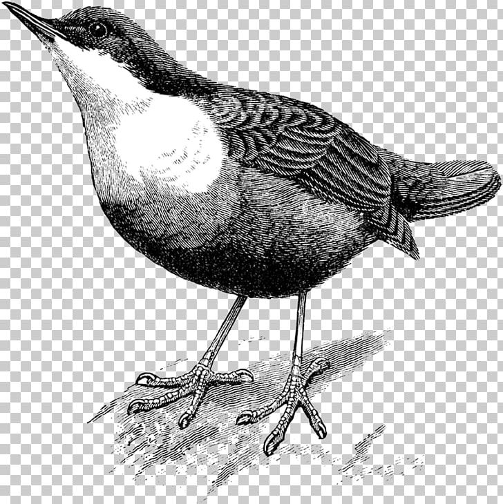 Bird Black Swan Drawing PNG, Clipart, Animals, Art, Beak, Bird, Black And White Free PNG Download