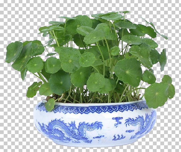 Ornamental Plant Flowerpot Bonsai PNG, Clipart, Bonsai, Cash, Coin, Coins, Coins Grass Free PNG Download