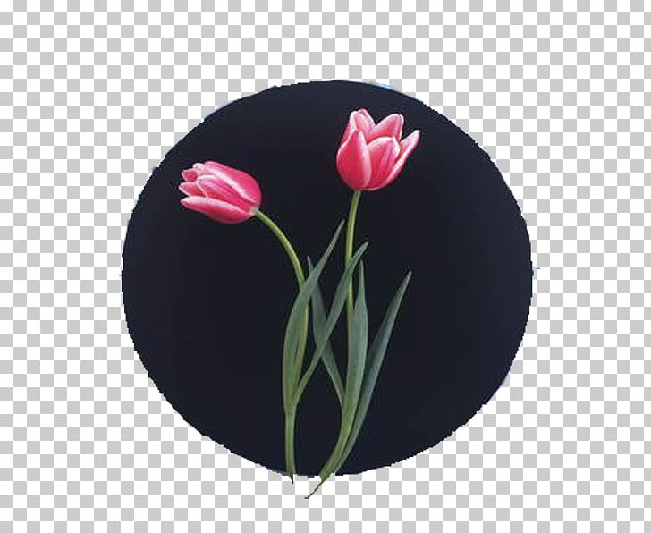 Tulip Pink PNG, Clipart, Color, Dishware, Floristry, Flower, Flowering Plant Free PNG Download