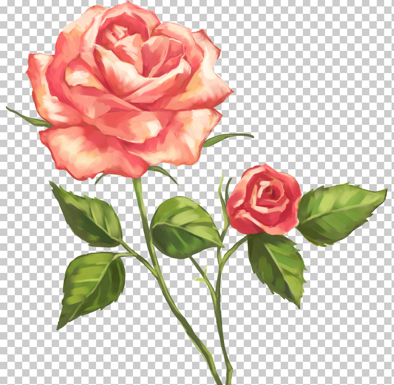 Garden Roses PNG, Clipart, Artificial Flower, Camellia, China Rose, Cut Flowers, Floribunda Free PNG Download