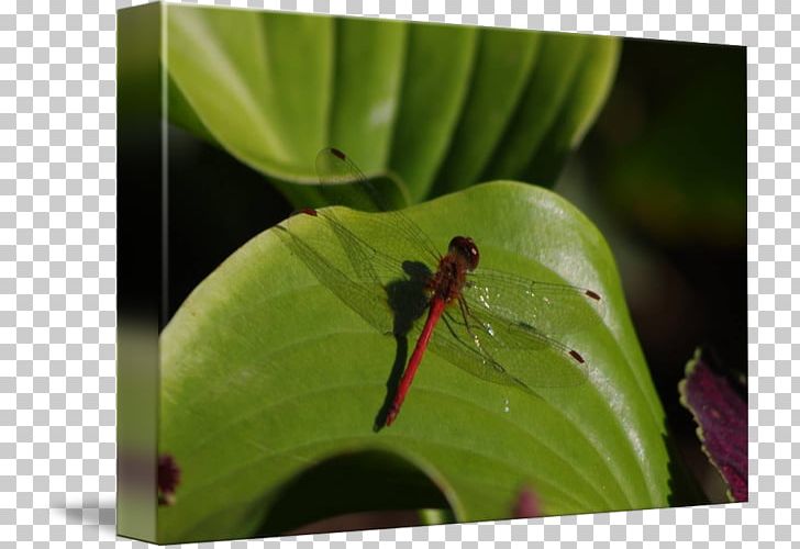Dragonfly Insect Pest Leaf PNG, Clipart, Dragonflies And Damseflies, Dragonfly, Insect, Insects, Invertebrate Free PNG Download