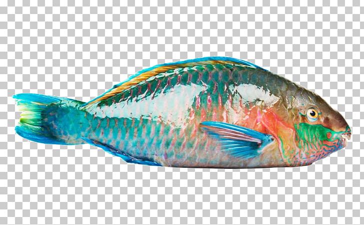 Rainbow Parrotfish Beak Coral Reef Fish PNG, Clipart, Animals, Aquatic, Aquatic Creatures, Barracudas, Blue Free PNG Download