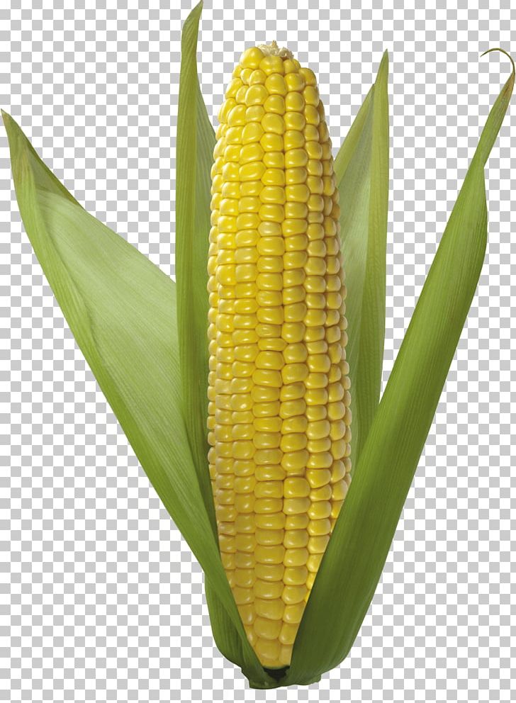 Corn On The Cob Sweet Corn Field Corn Flint Corn PNG, Clipart, Commodity, Corncob, Corn Kernels, Corn On The Cob, Dent Corn Free PNG Download