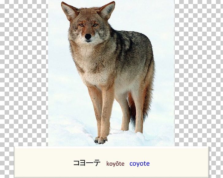 Coyote Cougar Dog Red Fox Mule Deer PNG, Clipart, Animal, Animals, Bobcat, Canidae, Canis Free PNG Download