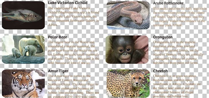 Species Survival Plan Wildlife Mammal Animal Cat PNG, Clipart, Animal, Animals, Association Of Zoos And Aquariums, Captivity, Carnivora Free PNG Download