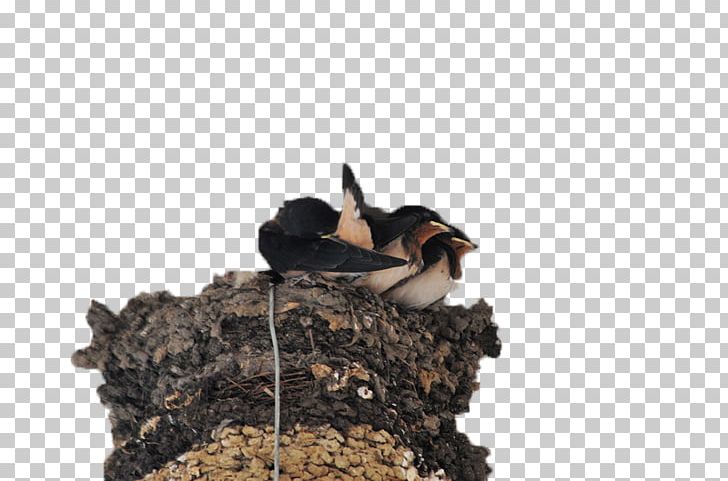 Swallows Nest Edible Birds Nest PNG, Clipart, Adobe Illustrator, Animal, Animals, Beak, Beneficial Free PNG Download