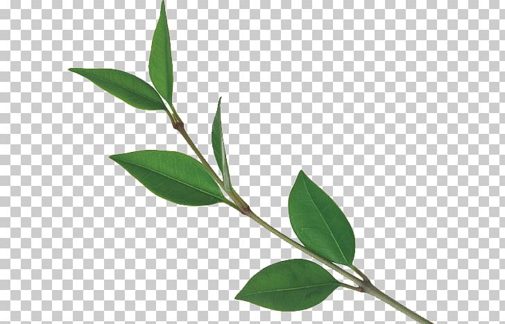 Tea Leaf Tree Plant PNG, Clipart, Autumn Leaves, Banana Leaves, Branch, Fall Leaves, Green Free PNG Download