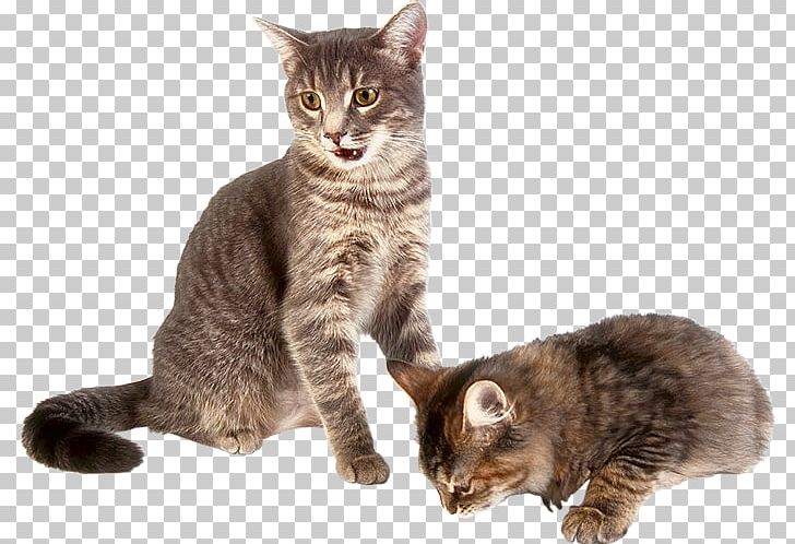 Cat Play And Toys Dog Kitten Cat Food PNG, Clipart, American Wirehair, Animals, Asian, Carnivoran, Cat Like Mammal Free PNG Download