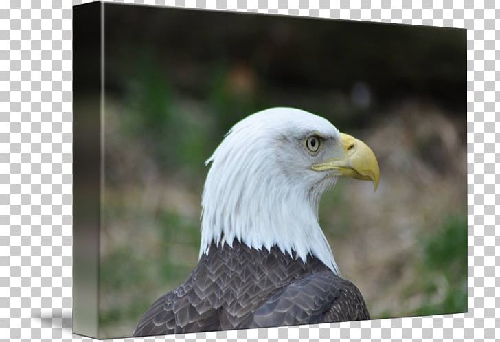 Bald Eagle Bird Of Prey Accipitriformes PNG, Clipart, Accipitriformes, Animal, Animals, Bald Eagle, Beak Free PNG Download
