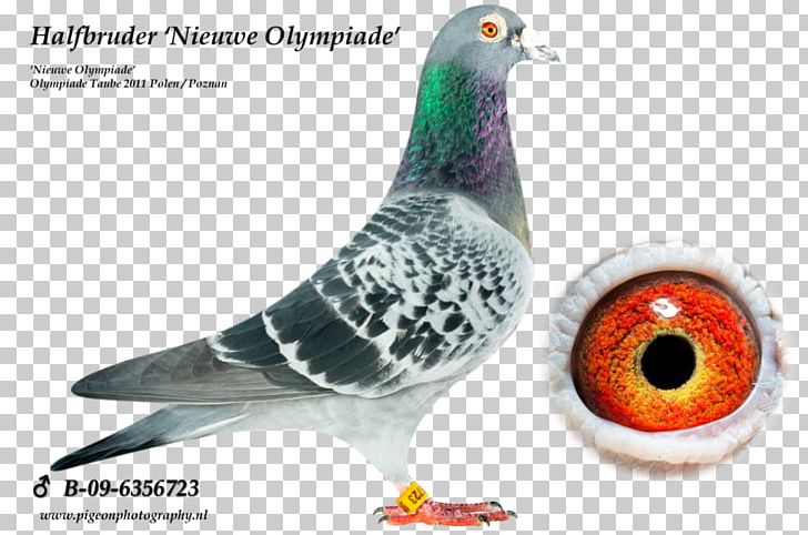 Homing Pigeon Racing Homer Columbidae Pigeon Racing Belgium PNG, Clipart, Beak, Belgium, Bird, Columbidae, Domestic Pigeon Free PNG Download