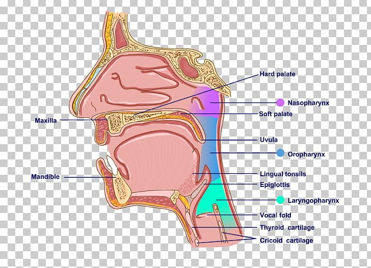 Pharynx Mouth Ear Anatomy Neck PNG, Clipart, Anatomy, Angle, Area, Bone, Cricoid Cartilage Free PNG Download