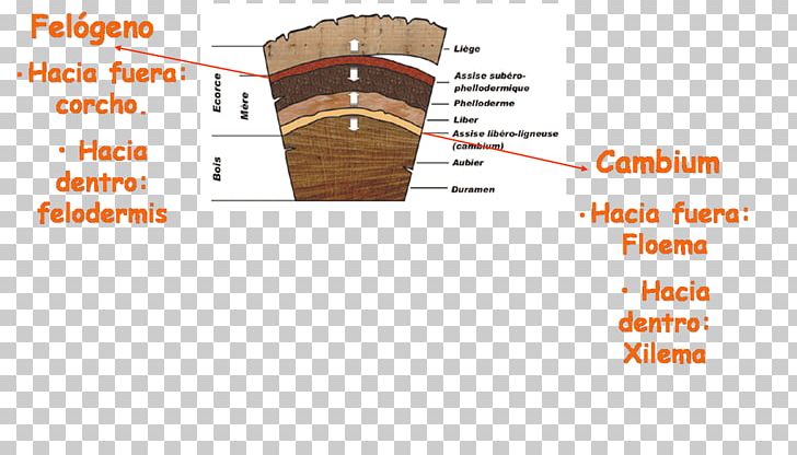 Quercus Suber Cork Cambium Felodermis Bark PNG, Clipart, Angle, Area, Bark, Brand, Cell Free PNG Download