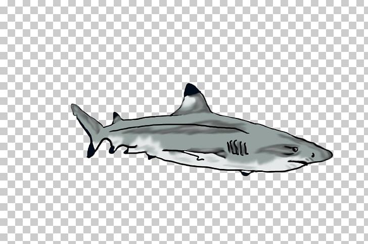 Tiger Shark Squaliform Sharks Requiem Sharks Car PNG, Clipart, Automotive Design, Car, Cartilaginous Fish, Fin, Fish Free PNG Download