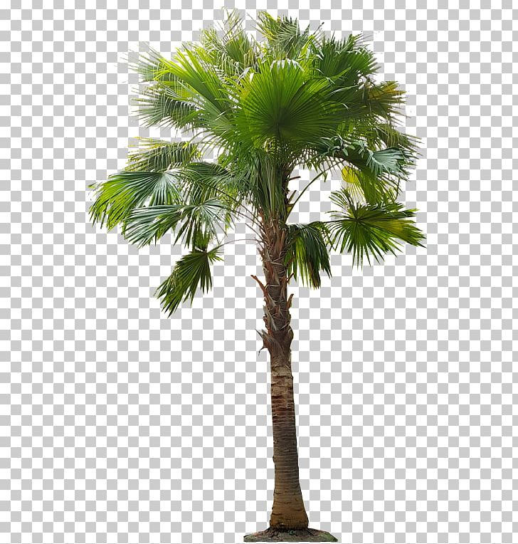 Asian Palmyra Palm Babassu Arecaceae Oil Palms Coconut PNG, Clipart, Arecales, Areca Nut, Areca Palm, Attalea, Attalea Speciosa Free PNG Download
