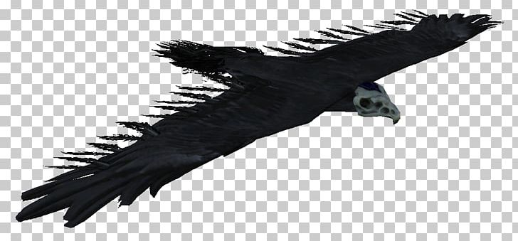 Condor The Elder Scrolls V: Skyrim Bird Hawk Eagle PNG, Clipart, Accipitriformes, Animals, Beak, Bird, Bird Of Prey Free PNG Download