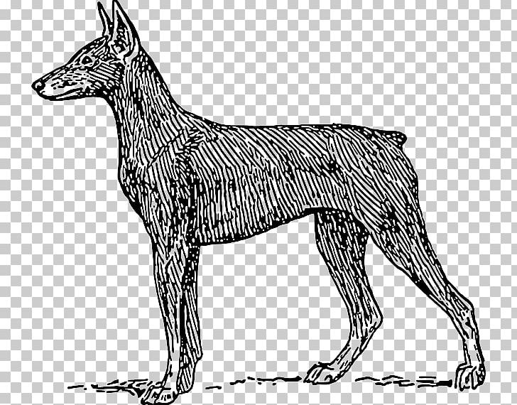 Dobermann Miniature Pinscher Pug Drawing PNG, Clipart, Carnivoran, Dobermann, Dog, Dog Breed, Dog Like Mammal Free PNG Download