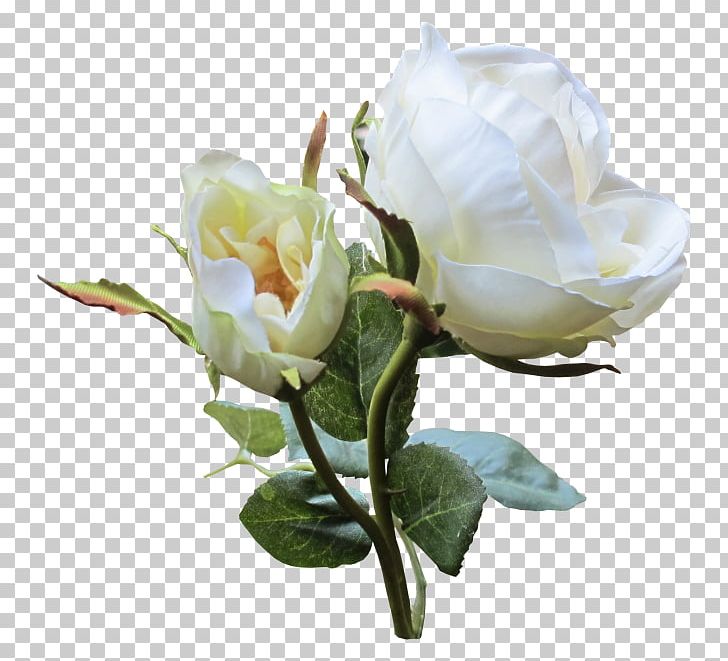 Garden Roses White Flower Cabbage Rose PNG, Clipart, Artificial Flower, Branch, Color, Encapsulated Postscript, Floribunda Free PNG Download