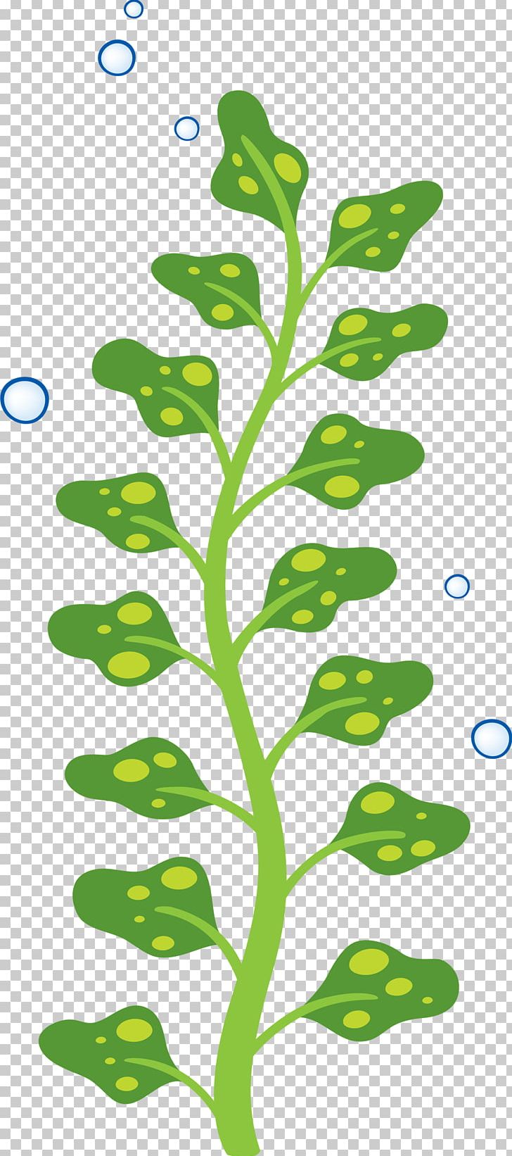 Sticker Child Parede Wall Algae PNG, Clipart, Alga, Algae, Branch, Child, Decal Free PNG Download