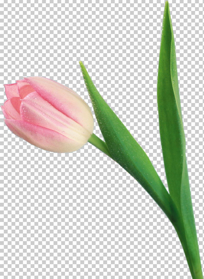 Tulip Flower Plant Bud Pink PNG, Clipart, Bud, Cut Flowers, Flower, Lily Family, Pedicel Free PNG Download