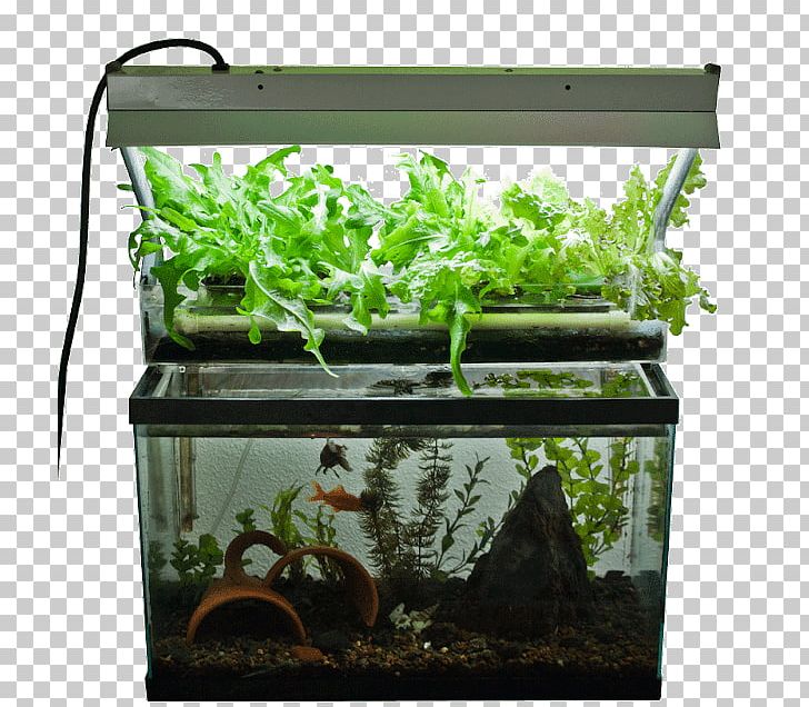 Aquaponics Hydroponics Aquarium Fish Farming Aquaculture PNG, Clipart, Agriculture, Aquaculture, Aquaponics, Aquarium, Aquarium Decor Free PNG Download