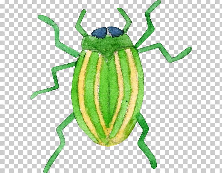 Cockroach Cartoon Illustration PNG, Clipart, Adobe Illustrator, Animal, Animals, Cartoon, Cartoon Character Free PNG Download
