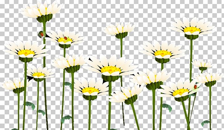 Common Daisy Roman Chamomile Oxeye Daisy Chrysanthemum Floral Design PNG, Clipart, Chrysanthemum Chrysanthemum, Chrysanthemums, Computer, Computer Wallpaper, Daisy Family Free PNG Download