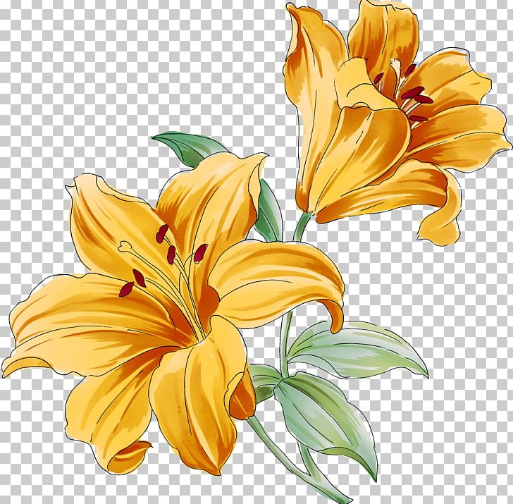 lily flower drawings in color