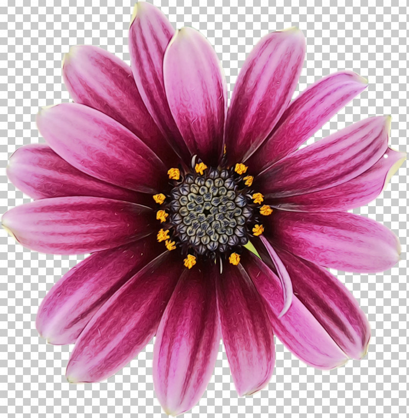 Marguerite Daisy Annual Plant Chrysanthemum Herbaceous Plant Cut Flowers PNG, Clipart, Annual Plant, Argyranthemum, Aster, Chrysanthemum, Closeup Free PNG Download