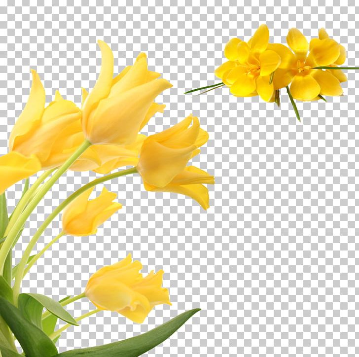 Flower Yellow Petal PNG, Clipart, Art, Chart, Cut Flowers, Decorative, Decorative Pattern Free PNG Download