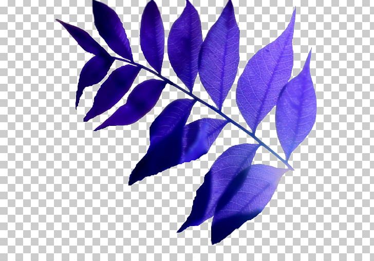 Leaf Purple PNG, Clipart, Branch, Leaf, Plant, Purple, Violet Free PNG Download