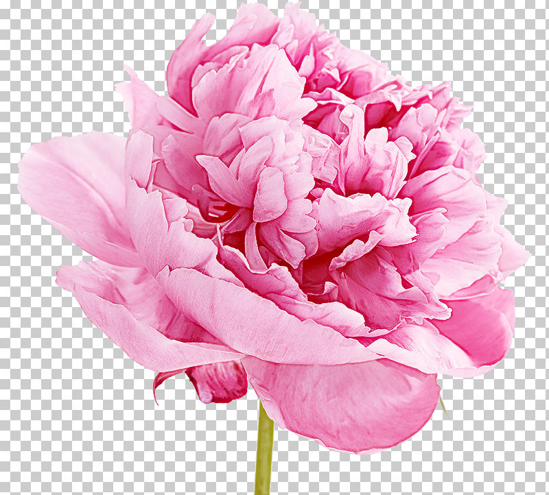 Flower Pink Petal Cut Flowers Common Peony PNG, Clipart, Chinese Peony, Common Peony, Cut Flowers, Flower, Peony Free PNG Download