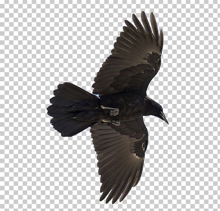 Common Raven Odin Bird Huginn And Muninn PNG, Clipart, Animal, Animals, Beak, Bird Cage, Bird Nest Free PNG Download