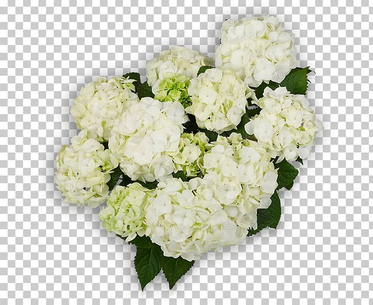 Plant French Hydrangea Cut Flowers You+Me PNG, Clipart, Annual Plant, Cornales, Cut Flowers, Floral Design, Floristry Free PNG Download