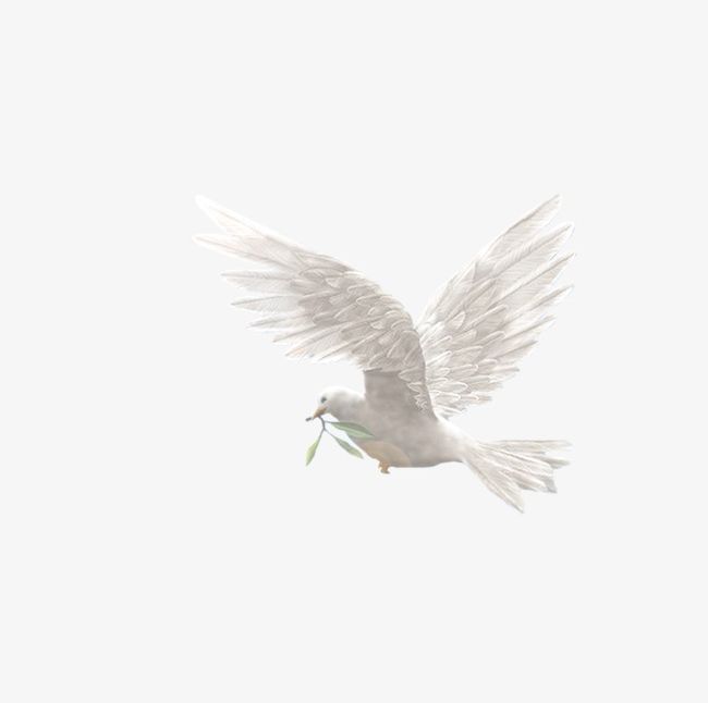 White Dove PNG, Clipart, Animal, Dove, Dove Clipart, Fly, Give Free PNG Download