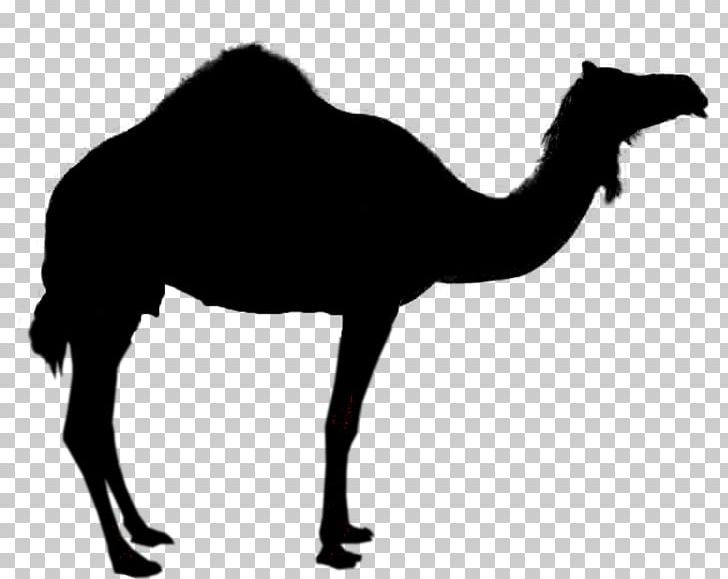 Camel Silhouette PNG, Clipart, Animals, Ara, Camel, Camel Like Mammal, Decal Free PNG Download