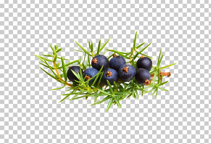 Juniper Berry Common Juniper Photography PNG, Clipart, Berry, Bilberry, Blueberry, Common Juniper, Conifers Free PNG Download