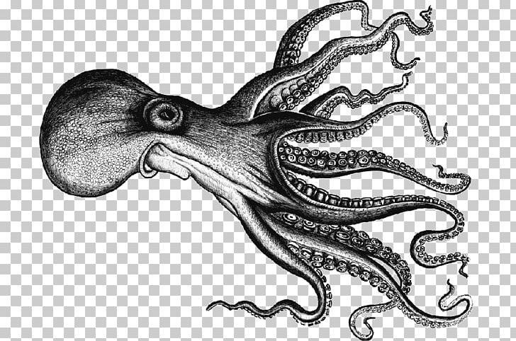 Octopus Squid Swordfish Black Scabbardfish PNG, Clipart, Animals, Atlantic Mackerel, Black And White, Black Scabbardfish, Cephalopod Free PNG Download