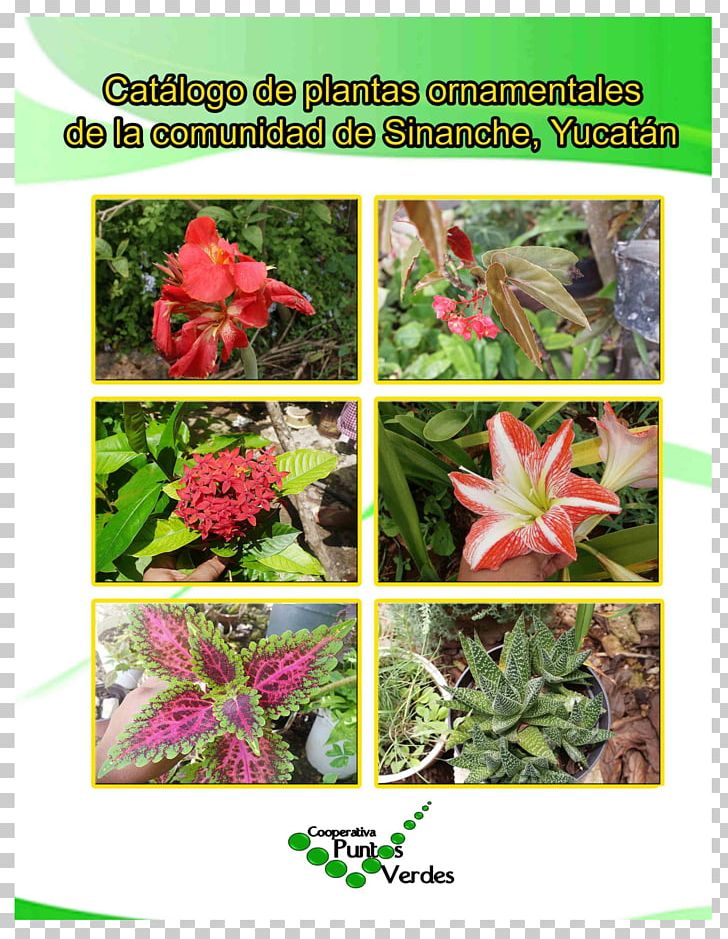 ornamental plants pictures with names