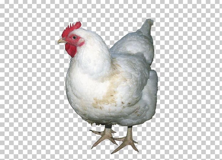 Solid White PNG, Clipart, Beak, Bird, Chicken, Chicken As Food, Clipping Path Free PNG Download