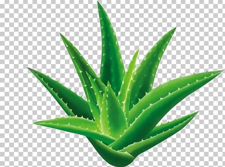 Aloe Vera Seed Aloe Emodin Gel Extract PNG, Clipart, Aloe, Aloe Emodin, Aloe Vera, Aloin, Background Green Free PNG Download