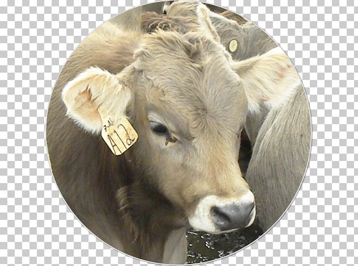 Dairy Cattle Charolais Cattle Ox Livestock Animal Husbandry PNG, Clipart, Animal, Animal Husbandry, Cattle, Cattle Like Mammal, Charolais Cattle Free PNG Download